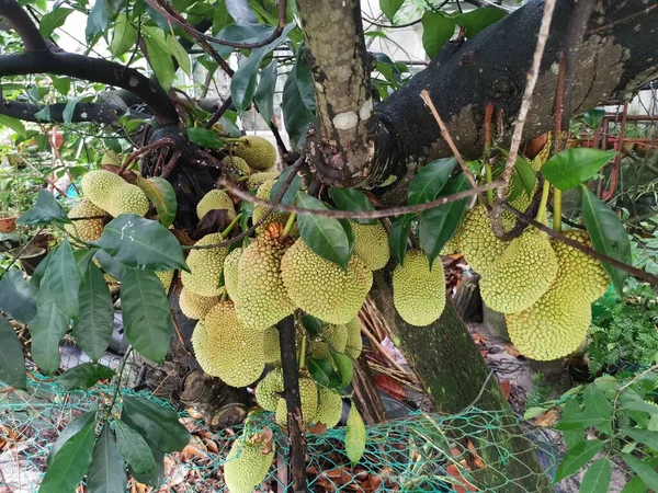 Artocarpus Frutos Inteiros Brotando Tronco Árvore — Fotografia de Stock