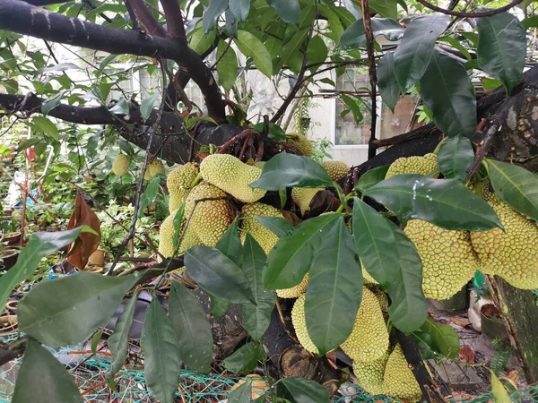Frutti Interi Artocarpus Che Spuntano Dal Tronco Dell Albero — Foto Stock