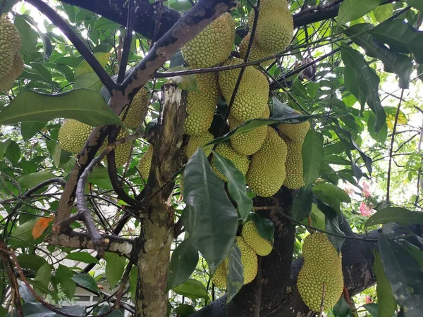 Frutti Interi Artocarpus Che Spuntano Dal Tronco Dell Albero — Foto Stock