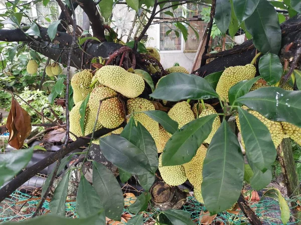Frutos Enteros Artocarpus Que Brotan Del Tronco Del Árbol —  Fotos de Stock