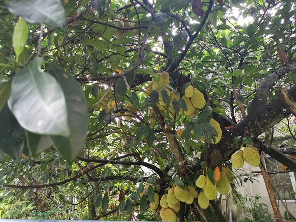 Frutos Enteros Artocarpus Que Brotan Del Tronco Del Árbol —  Fotos de Stock