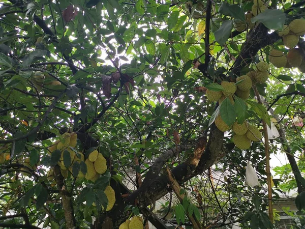 Ağacın gövdesinde filizlenen Artocarpus tamsayı meyveleri.