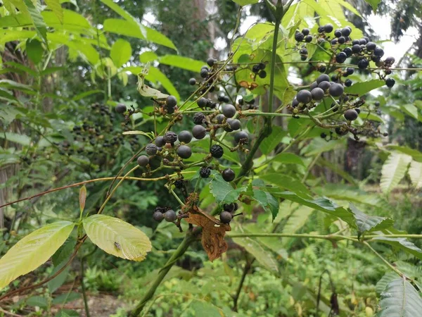 野生的叶状枕果植物 — 图库照片