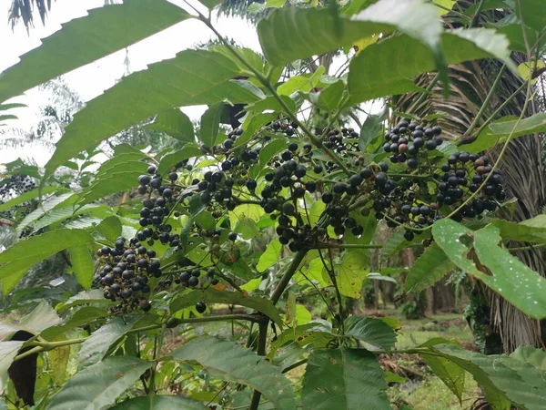 野生的叶状枕果植物 — 图库照片