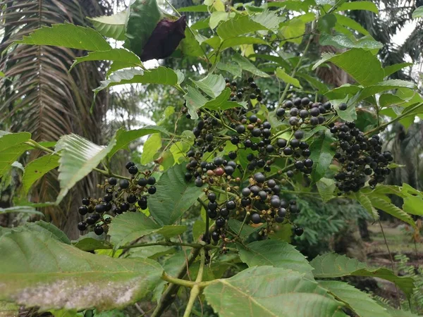 Vilda Blad Cipadessa Baccifera Fruktplantor — Stockfoto