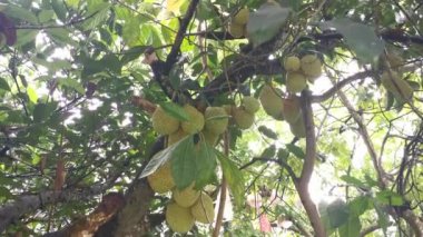 Ağacın gövdesinde filizlenen Artocarpus tamsayı meyveleri.