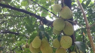 Ağacın gövdesinde filizlenen Artocarpus tamsayı meyveleri.