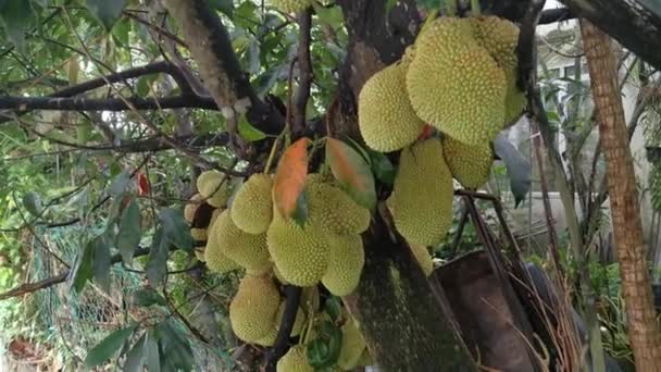 Artocarpus Heltal Frukter Grodda Från Stammen Trädet — Stockvideo