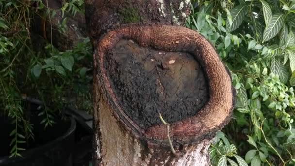 Κορμός Δέντρου Φλοιός Cicatrization Επούλωση Υφή — Αρχείο Βίντεο