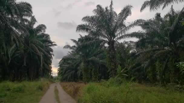 Beaux Paysages Diurnes Plantation Huile Palme — Video