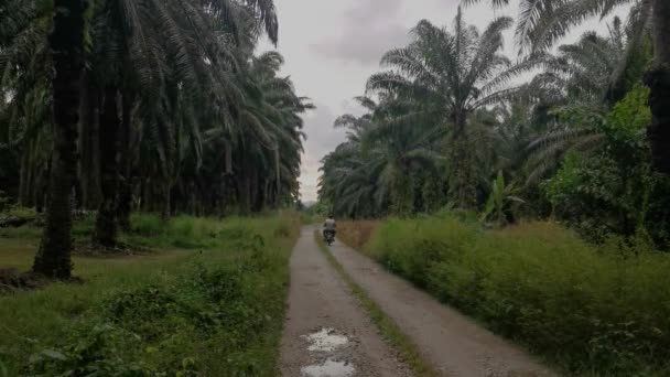 Schöne Landschaft Tag Auf Der Palmölplantage — Stockvideo