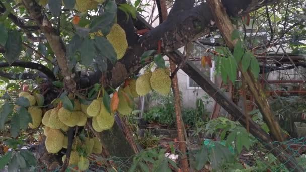 Frutos Enteros Artocarpus Que Brotan Del Tronco Del Árbol — Vídeo de stock