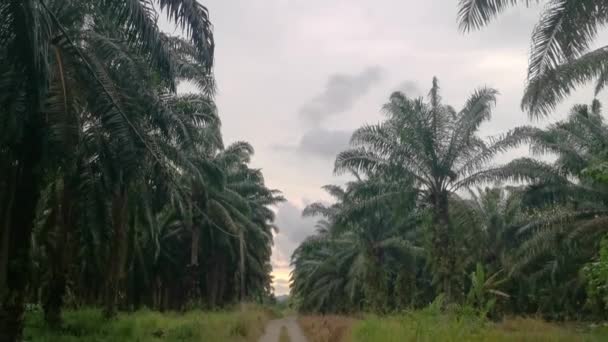 Beaux Paysages Diurnes Plantation Huile Palme — Video
