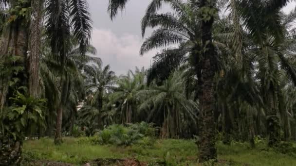 Piękne Krajobrazy Ciągu Dnia Plantacji Oleju Palmowego — Wideo stockowe