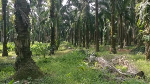 Pemandangan Indah Siang Hari Perkebunan Kelapa Sawit — Stok Video