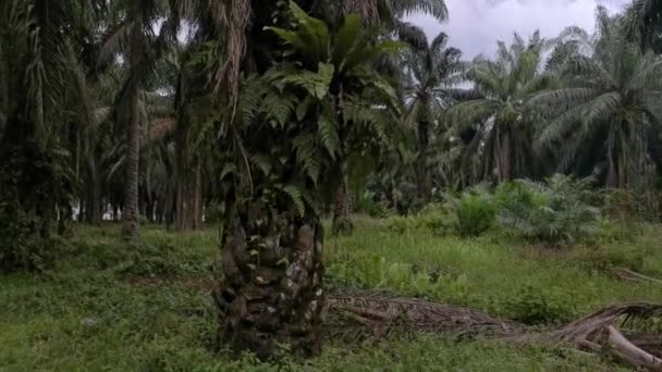 Pemandangan Indah Siang Hari Perkebunan Kelapa Sawit — Stok Video