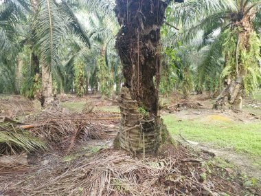Hurma dalının üstünde, çürümüş bir halde..