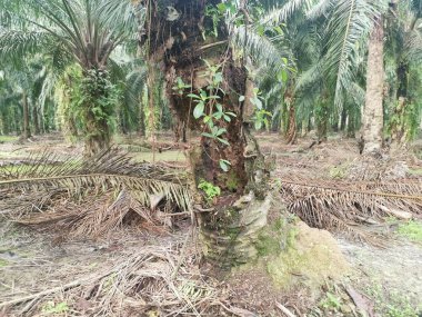 Hurma dalının üstünde, çürümüş bir halde..