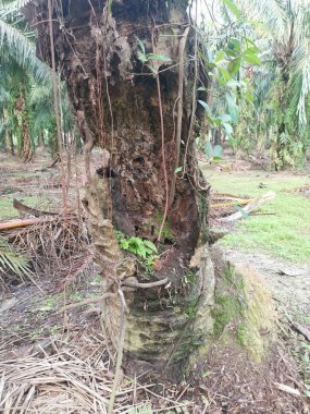 Hurma dalının üstünde, çürümüş bir halde..