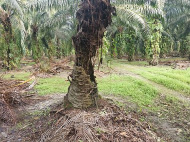 Hurma dalının üstünde, çürümüş bir halde..
