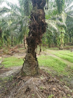 Hurma dalının üstünde, çürümüş bir halde..