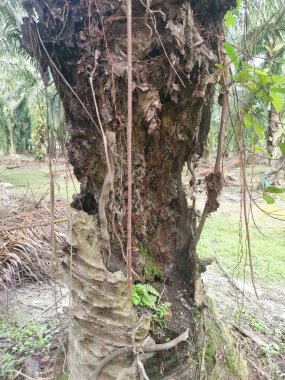 Hurma dalının üstünde, çürümüş bir halde..
