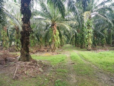 Hurma dalının üstünde, çürümüş bir halde..