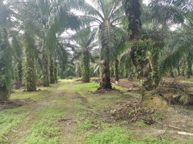 Hurma dalının üstünde, çürümüş bir halde..