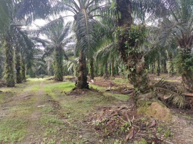 Hurma dalının üstünde, çürümüş bir halde..