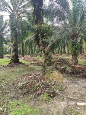 Hurma dalının üstünde, çürümüş bir halde..