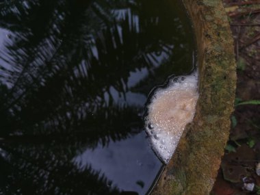 Yüzeyde yüzen kurbağa yumurtasının köpük yuvası.