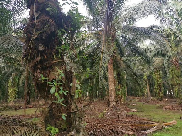 Palmboomstam Rottend Met Een Gat — Stockfoto