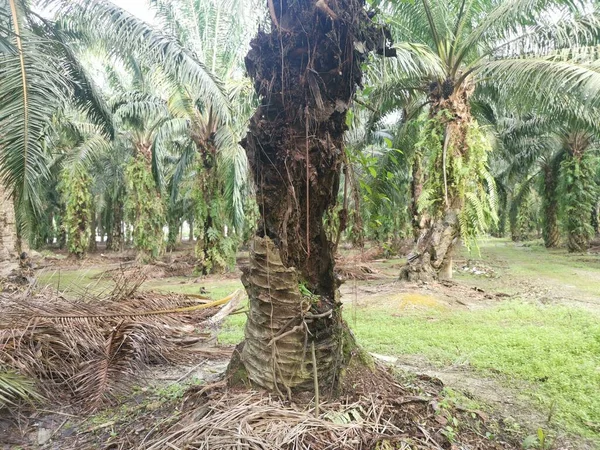 Palm Tree Trunk Rotting Hole — Stock Photo, Image