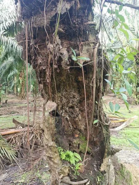 Palm Tree Trunk Rotting Hole — Stock Photo, Image