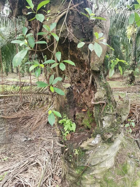 椰子の木の幹は穴で腐敗し — ストック写真