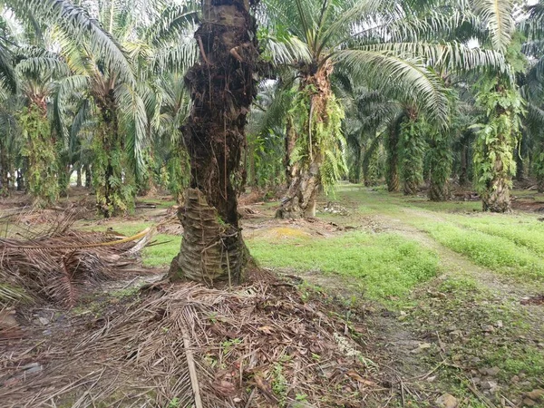 Tronco Palmeira Apodrecendo Com Buraco — Fotografia de Stock