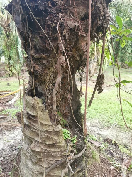 야자나무 줄기는 구멍이 — 스톡 사진