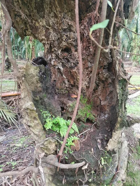 Der Stamm Der Palme Verrottet Mit Einem Loch — Stockfoto