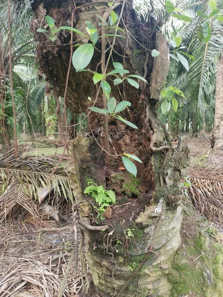 椰子の木の幹は穴で腐敗し — ストック写真