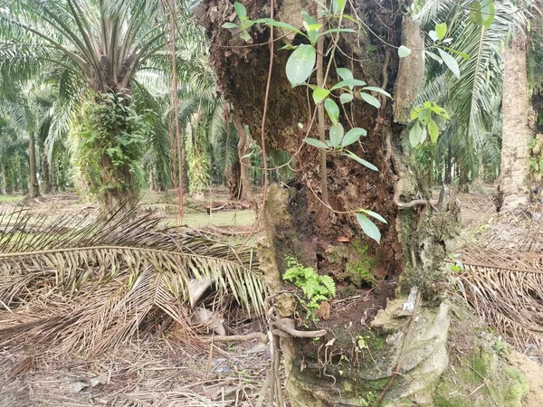 Tronco Palmera Pudriéndose Con Agujero — Foto de Stock