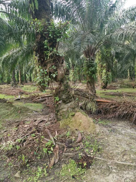 Tronco Palmera Pudriéndose Con Agujero — Foto de Stock