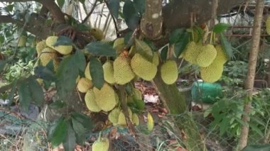 Ağacın gövdesinde filizlenen Artocarpus tamsayı meyveleri.