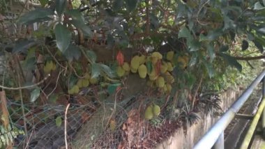 Ağacın gövdesinde filizlenen Artocarpus tamsayı meyveleri.