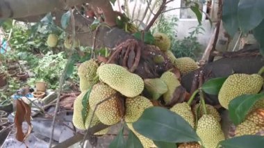 Ağacın gövdesinde filizlenen Artocarpus tamsayı meyveleri.