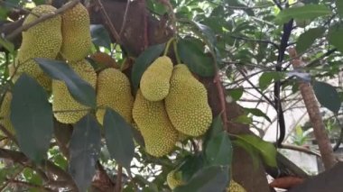 Ağacın gövdesinde filizlenen Artocarpus tamsayı meyveleri.