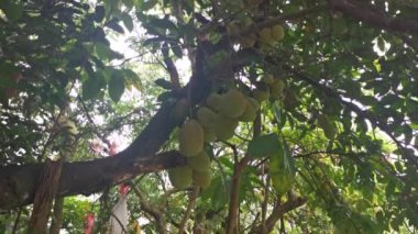 Ağacın gövdesinde filizlenen Artocarpus tamsayı meyveleri.