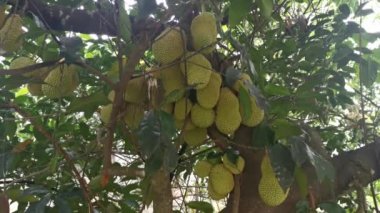 Ağacın gövdesinde filizlenen Artocarpus tamsayı meyveleri.