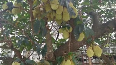 Ağacın gövdesinde filizlenen Artocarpus tamsayı meyveleri.