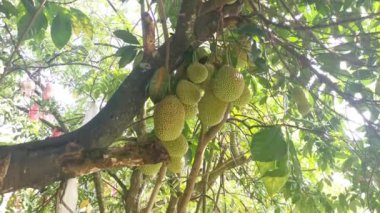 Ağacın gövdesinde filizlenen Artocarpus tamsayı meyveleri.