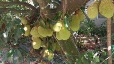 Ağacın gövdesinde filizlenen Artocarpus tamsayı meyveleri.